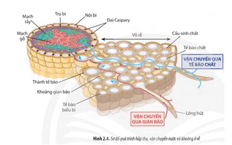 Quan sát Hình 2 4 hãy mô tả con đường hấp thụ vận chuyển nước và muối