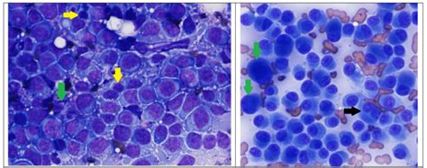 Color Atlas Of Canine Cutaneous Round Cell Tumors • Mspca Angell