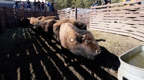 ‘This Is Their Land’: Bison Herd Returns to Tribal Lands - The New York ...