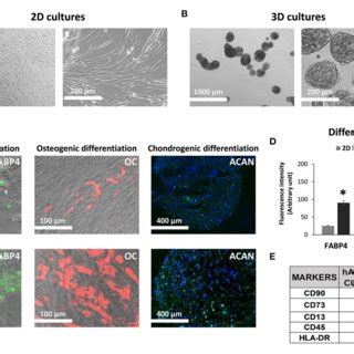 Human Amnion Derived Mesenchymal Stem Cells Hamscs Cultured As Both