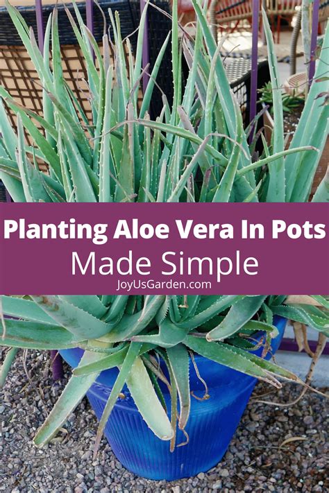 Planting Aloe Vera In Pots And The Potting Mix To Use