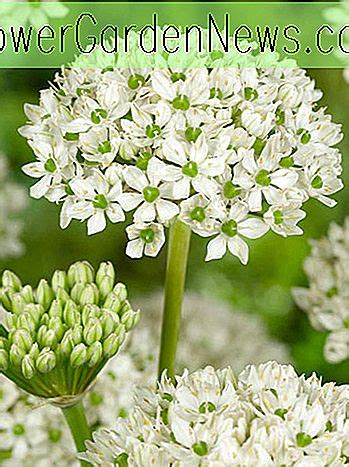 Allium Nigrum Zierzwiebel N Tzliche Tipps G Rtner Und G Rtner