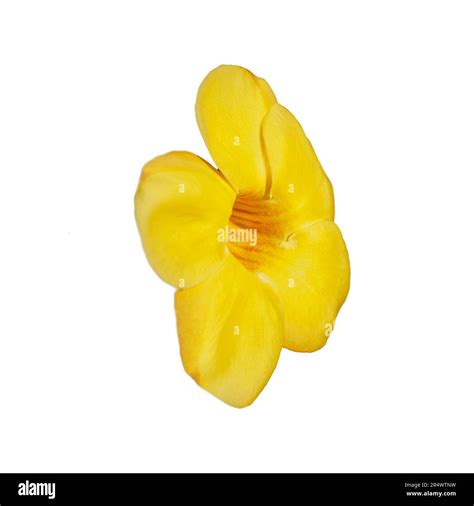 Close Up Of A Large Yellow Tropical Flower With Five Vibrant Petals