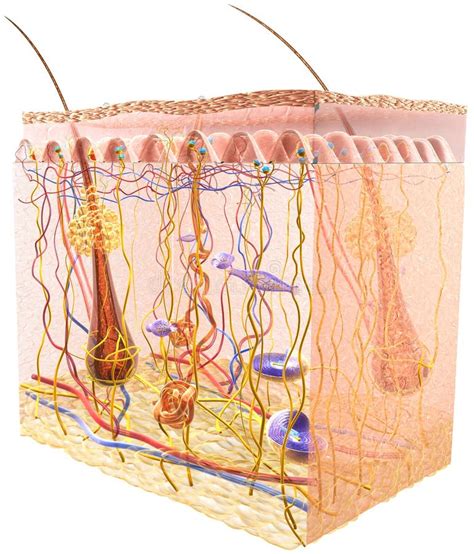 Skin Anatomy. Sensory Receptors. 3D Illustration Stock Illustration