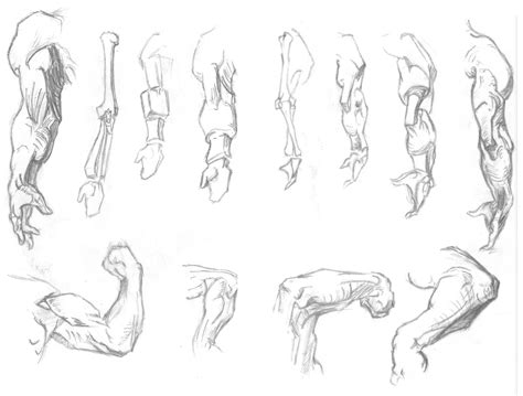 Muscle Arm Drawing at GetDrawings | Free download