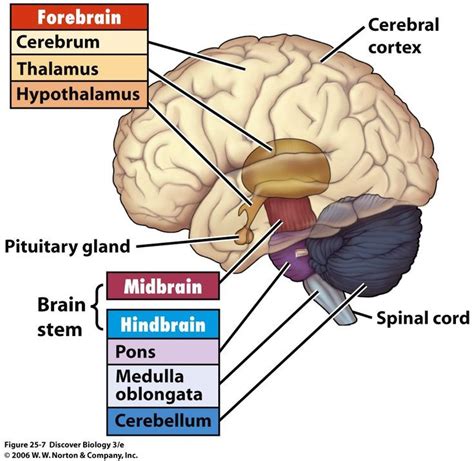 Forebrain And Midbrainhttps Teelegcom Brain Anatomy And Function