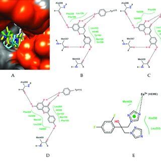 Detailed Representation Of Conformations Obtained By Molecular Docking