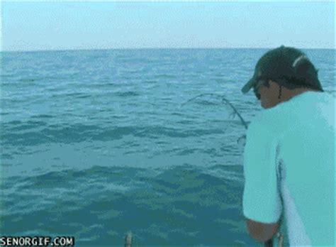 Barracuda GIFs - Find & Share on GIPHY