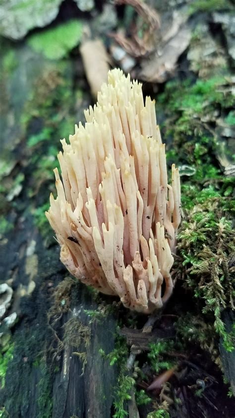 Upright Coral Fungus From Lake Placid NY 12946 USA On August 6 2023