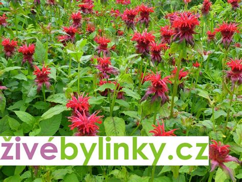Bergamotová bylinka - zavinutka (Monarda fistulosa)
