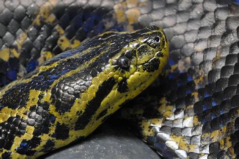 Yellow Anaconda Anaconda Snake Anaconda Reptilia