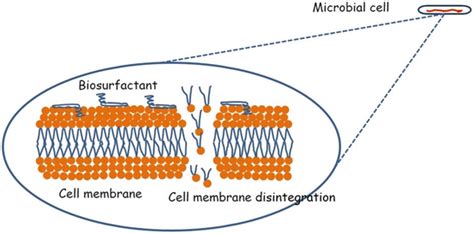 Applications Of Biosurfactants In Food Springerlink