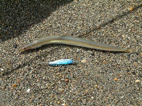 Sand Eel - Fishes World - HD Images & Free Photos