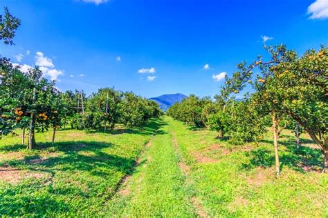 Orange Groves On Farm Stock Photo Deerphoto