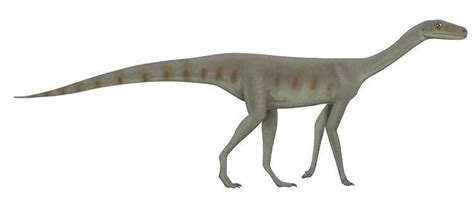 Asilisaurus Alchetron The Free Social Encyclopedia