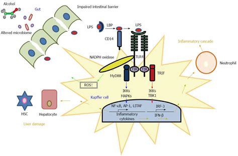 Toll Like Receptor Mediated Signaling Cascade As A Regulator Of The