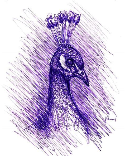 Peacock Pencil Drawing At Explore Collection Of