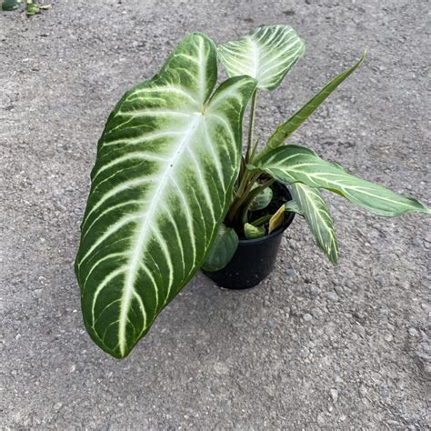 Caladium Magnificum Xanthosoma Lindenii Magnificum Tropicals