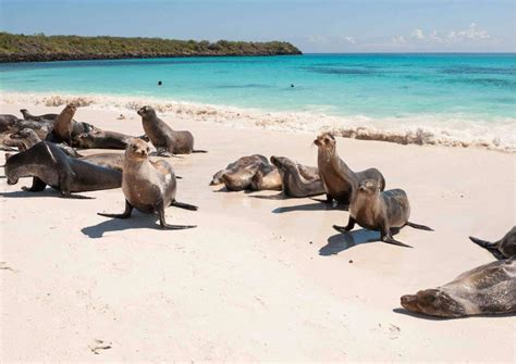 Sea Lion Behavior - AnimalBehaviorCorner