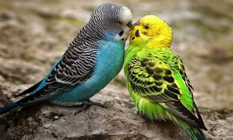 Female Bird Names | cute animal names