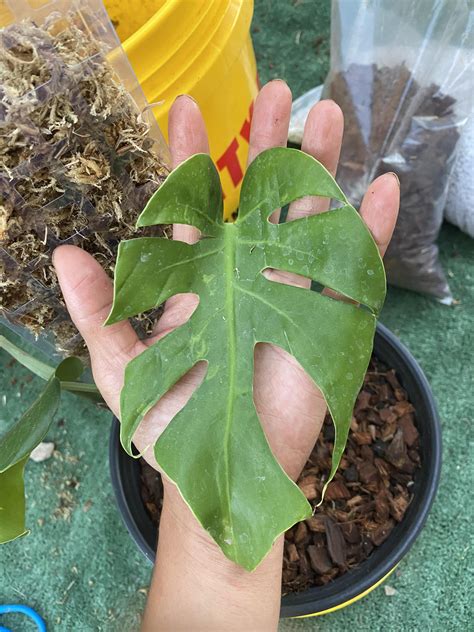 Monstera Deliciosa ‘Compacta’ : r/RareHouseplants