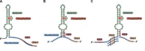 Figure 1 From Riboswitches In Unexpected Places A Synthetic Riboswitch