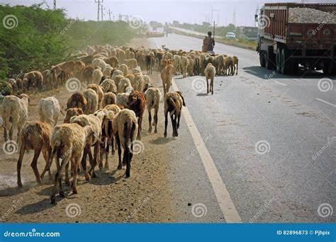 livestock grazing  pasture  electric fence editorial image