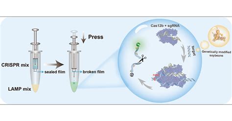 A Thermostable Cas12b-Powered Bioassay Coupled with Loop-Mediated ... 