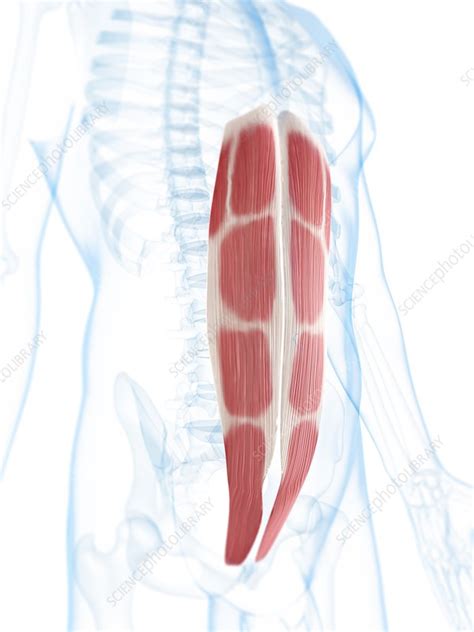 Abdominal Muscles Artwork Stock Image F005 5485 Science Photo