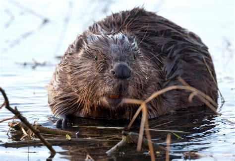 Бобриха Горячие Фото – Telegraph