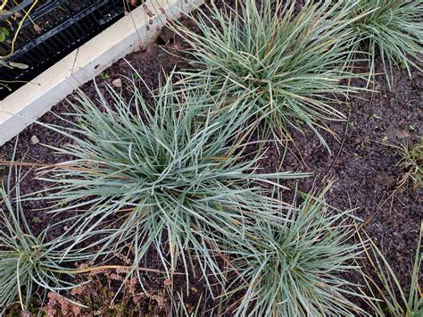 Сеслерия блестящая (Sesleria nitida) || питомник Дикие травы