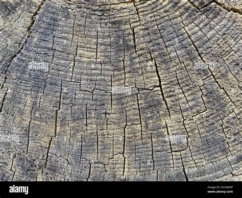 Old Tree Trunk Background Texture Stock Photo Alamy