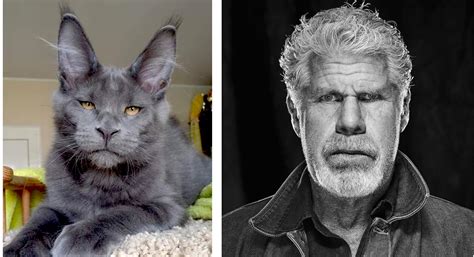 This cat and Hellboy actor Ron Perlman : r/totallylookslike