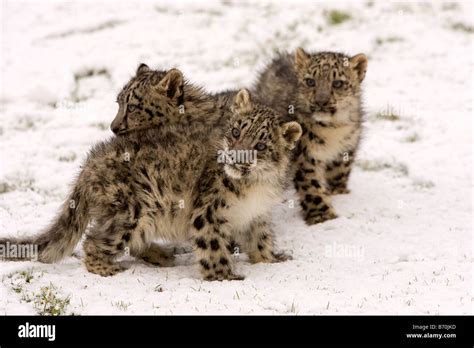 Snow Leopard Cubs Stock Photo - Alamy