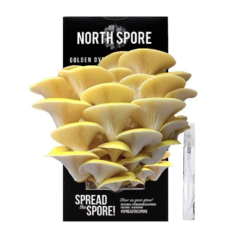 North Spore Organic Golden Oyster ‘spray And Grow’ Mushroom Growing Kit Grow It Depot