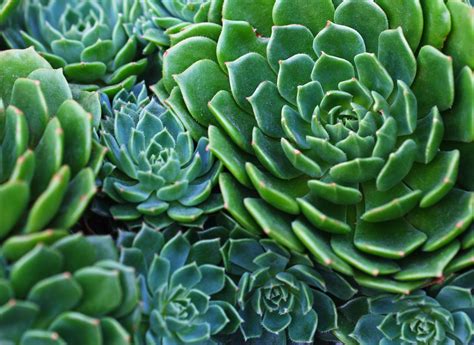 Суккуленты с листьями фото и названия (большое количество фото ...