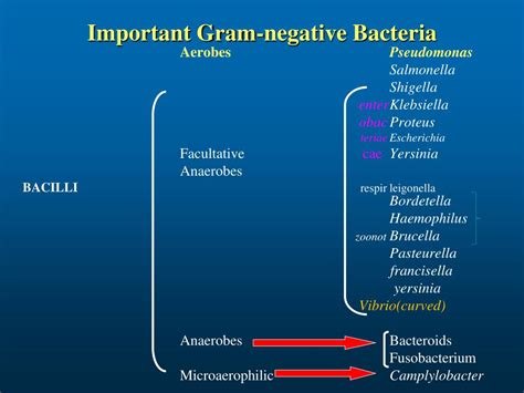 PPT Classification Of Medically Important Bacteria PowerPoint