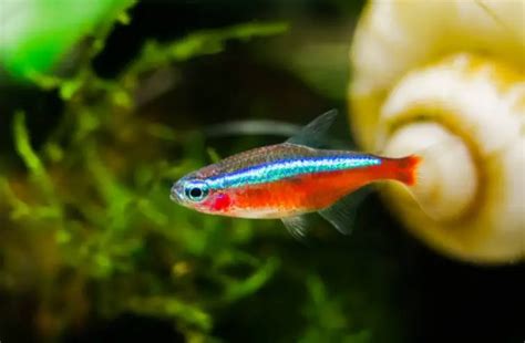 Are Tetras Tropical Fish? A Comprehensive Guide To Tetras And Their ...