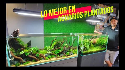 LA TIENDA DE ACUARIOS PLANTADOS MÁS IMPRESIONANTE DE SINGAPUR YouTube