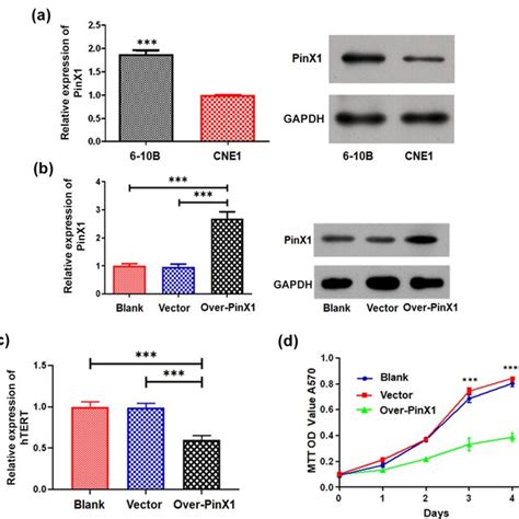 Pinx Inhibits The Growth Of Npc Cells By Targeting Telomerase A The