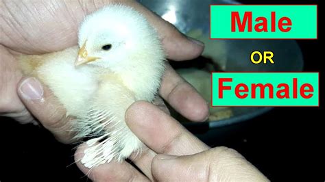 How To Identify Male And Female Chicks Female Chicken Youtube