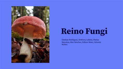 Reino Fungi