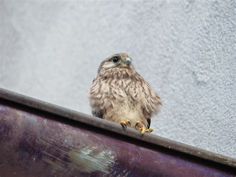 Kestrel Falcon Cub Falco - Free photo on Pixabay - Pixabay