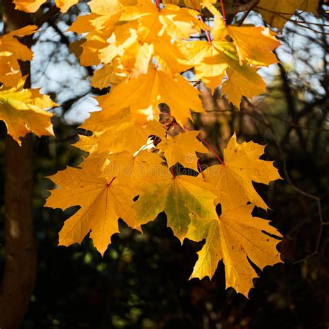 Sycamore Acer Pseudoplatanus Leaves Glowing In The Autumn Suns Stock