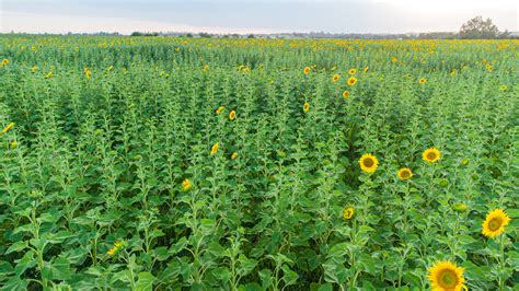 Sunflowers | Girasoles on Behance