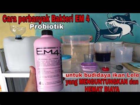 Cara Perbanyak Probiotik Em Untuk Budidaya Ikan Lele Youtube