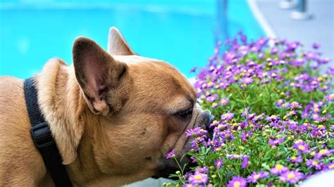 Fiori Di Bach Per Cani Quali Sono E Come Usarli