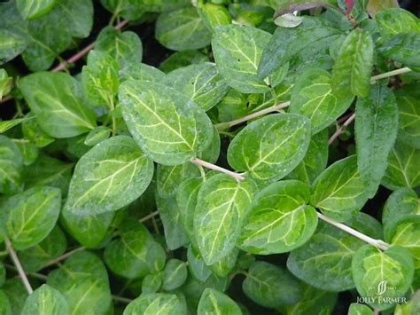 Vinca - Major Maculata | Boychuk Greenhouses