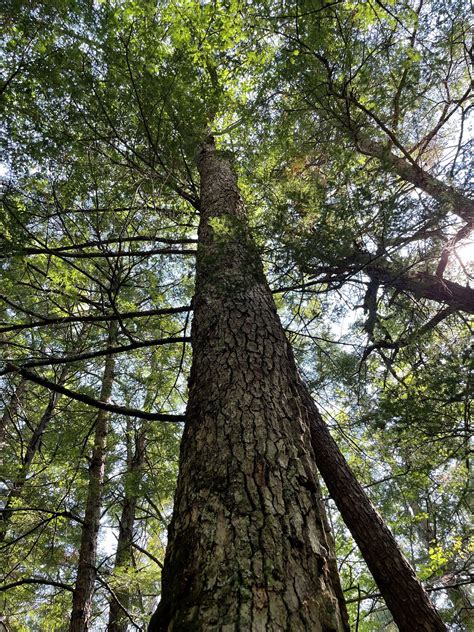 How A Theology Student Discovered The Oldest Known Tree In Connecticut