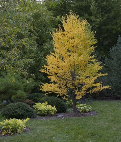 Katsura Tree Is A Great Four Season Interest Shade Tree Katsura Tree